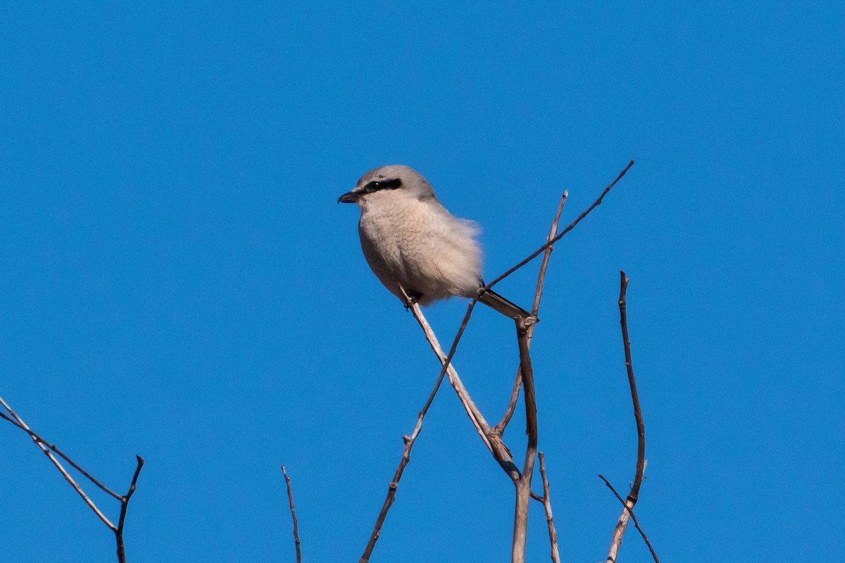 Northern Shrike - ML50901841