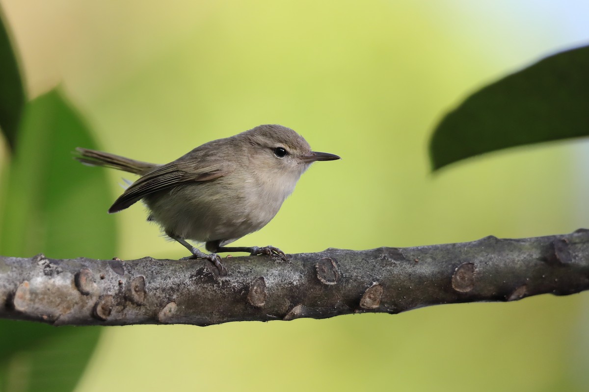 Noronha Vireo - ML509018951