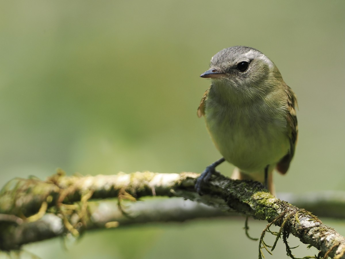 Buff-banded Tyrannulet - Bobby Wilcox | Rockjumper Birding Tours