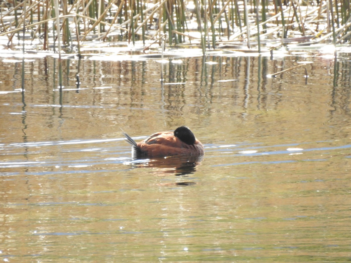 Andean Duck (ferruginea) - ML509020361