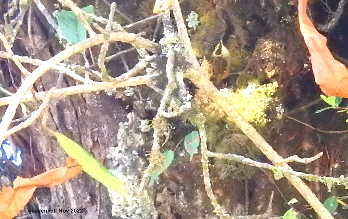 Rusty-flanked Treecreeper - ML509021641