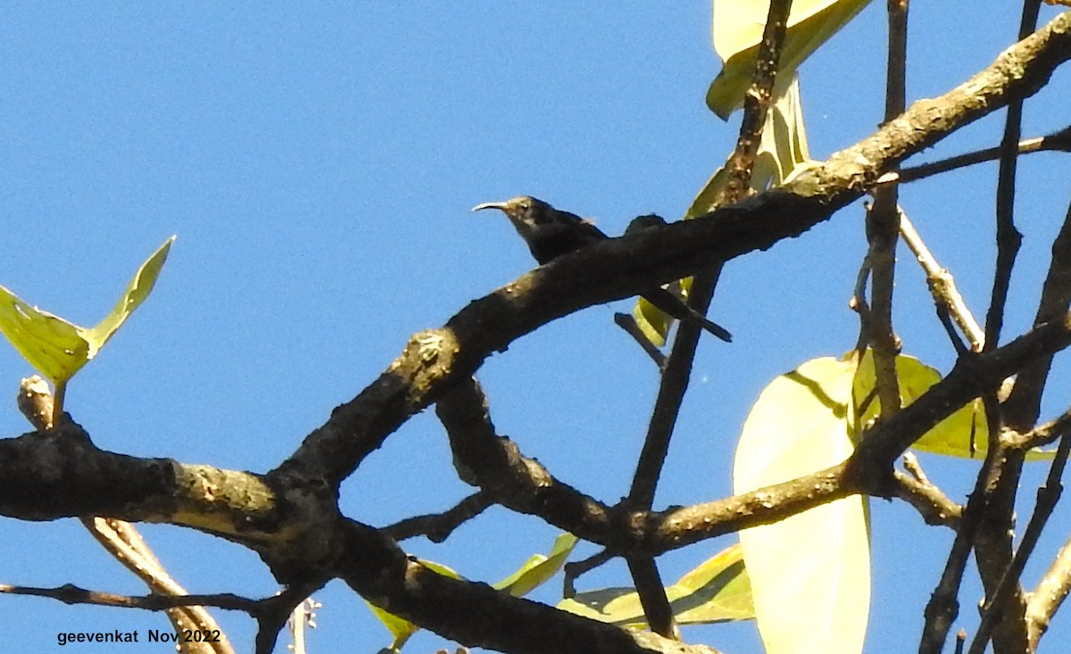 Black-throated Sunbird - ML509022101