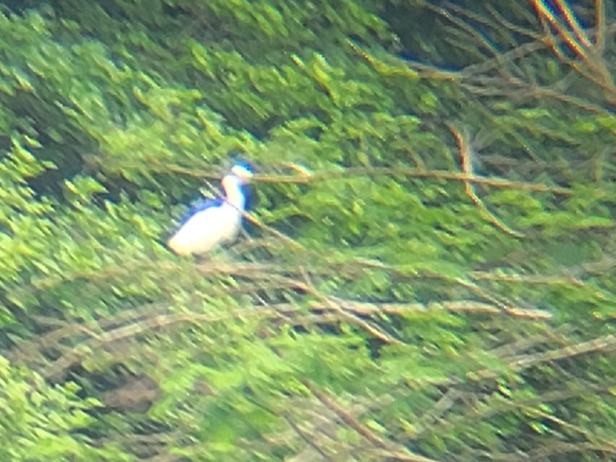 Snowy Egret - ML509023191