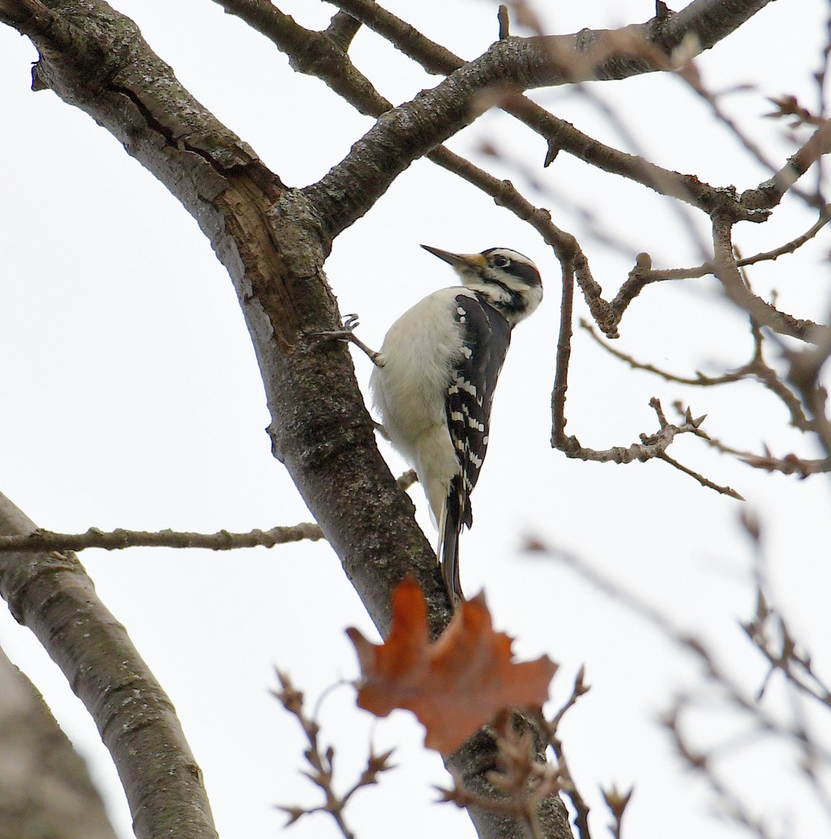 Hairy Woodpecker - ML509023481