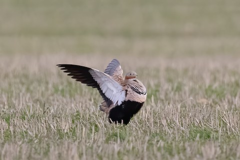 Bustards, Hemipodes, and Sandgrouse: Birds of Dry Places by
