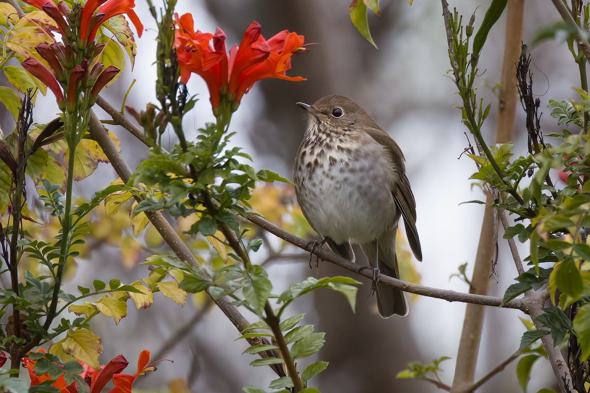 Hermit Thrush - John Callender