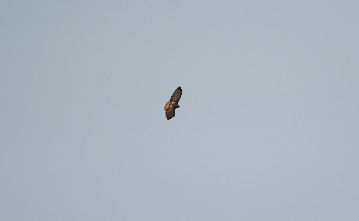Red-tailed Hawk - ML509026041