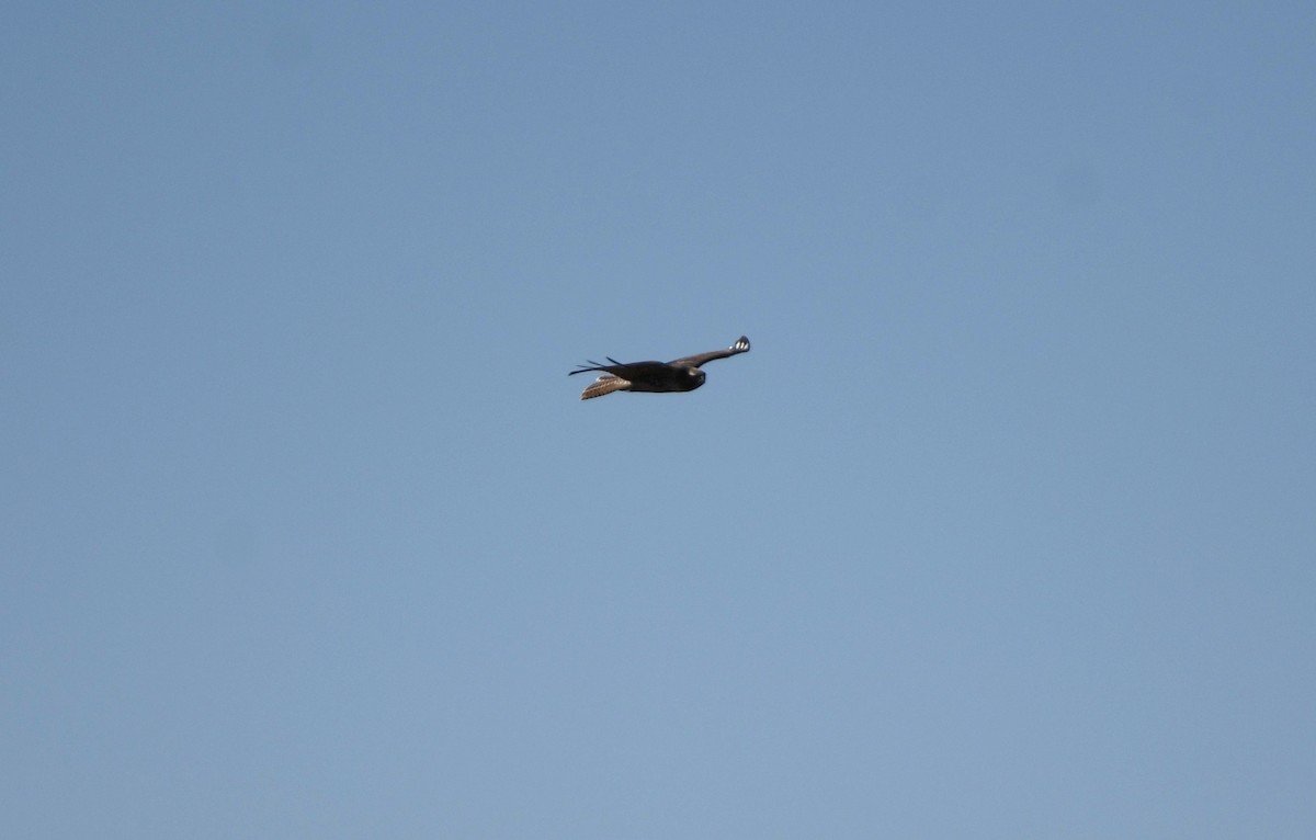 Red-tailed Hawk - ML509026051