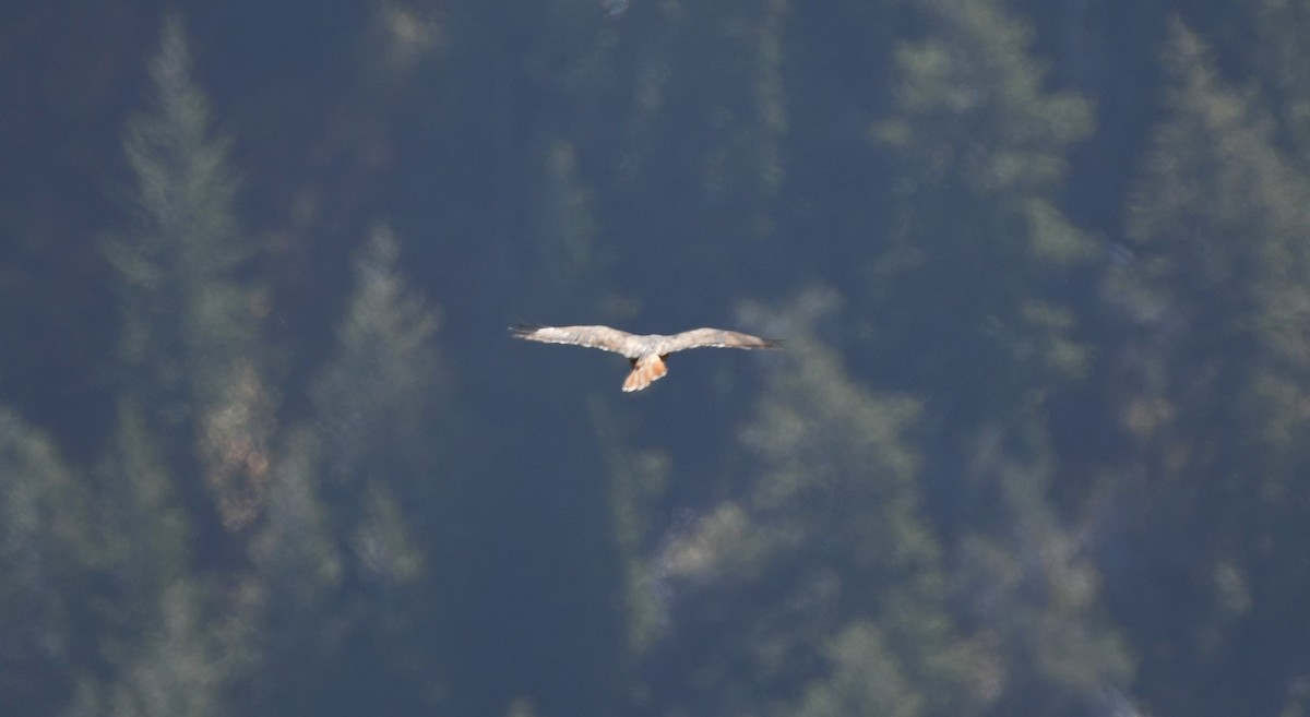 Red-tailed Hawk - ML509026061