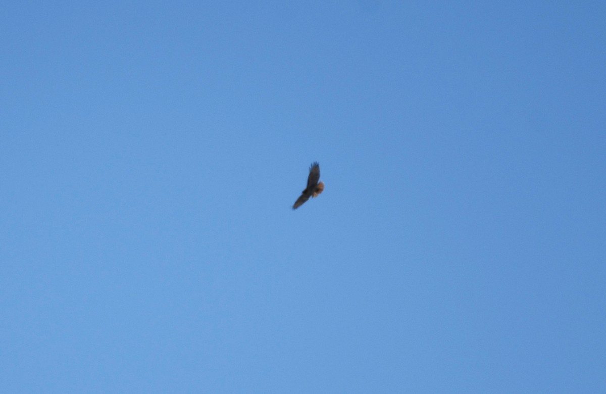 Red-tailed Hawk - ML509026071