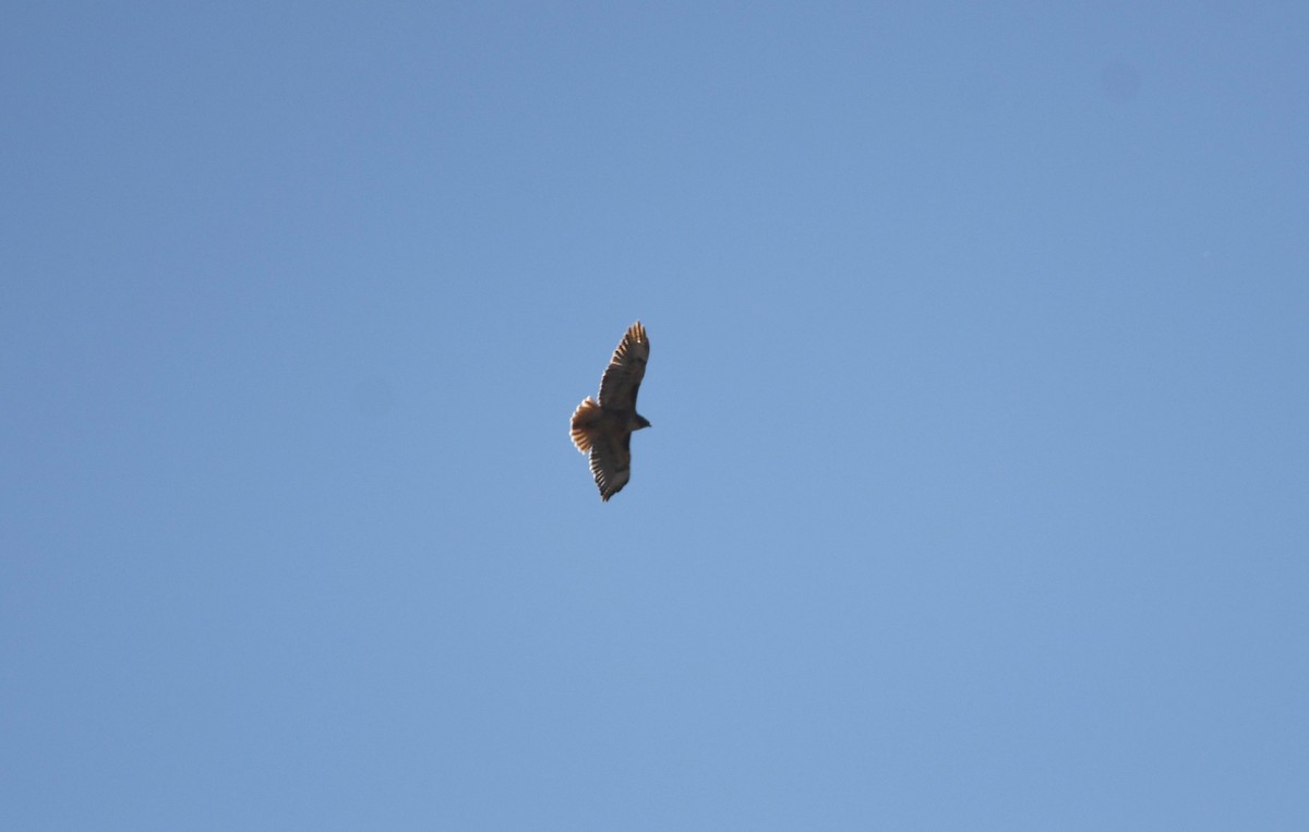 Red-tailed Hawk - ML509026081