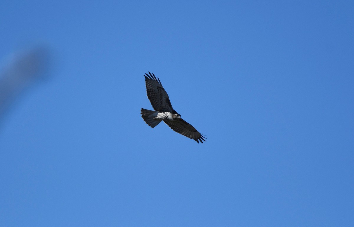 Red-tailed Hawk - ML509026091