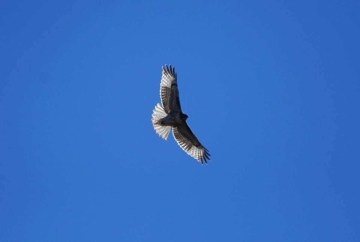 Red-tailed Hawk - ML509026101
