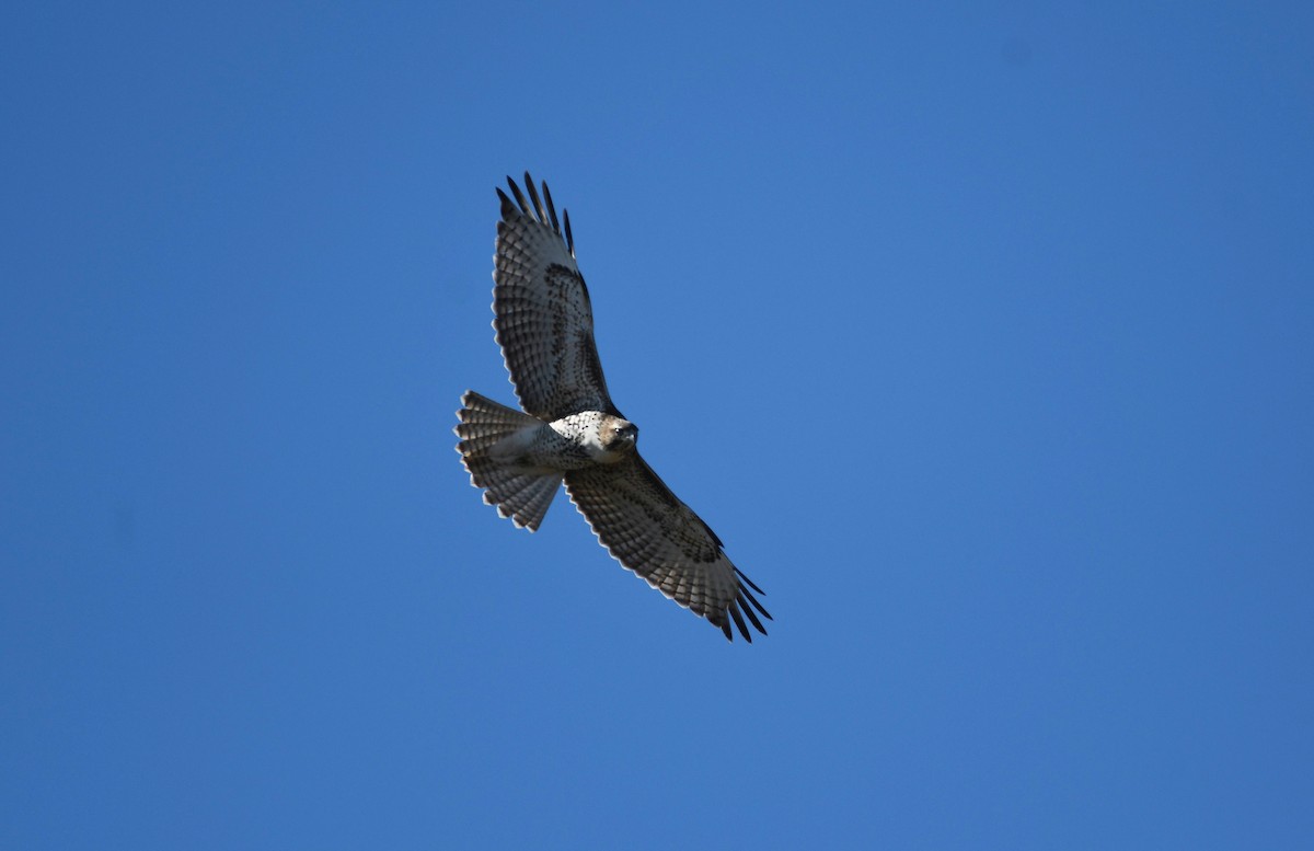 Red-tailed Hawk - ML509026111