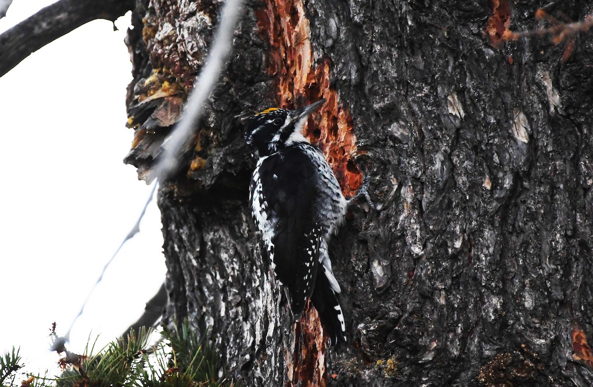 American Three-toed Woodpecker - ML509026161
