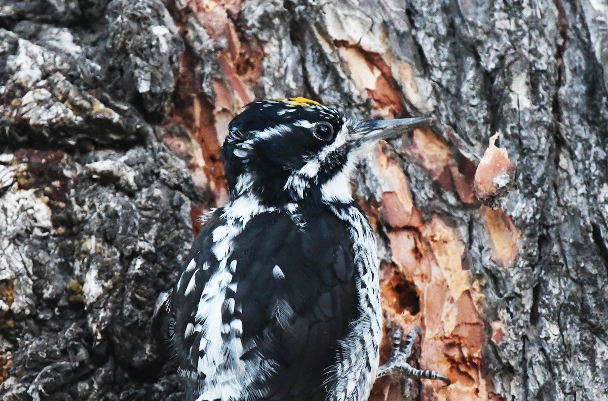 American Three-toed Woodpecker - ML509026171