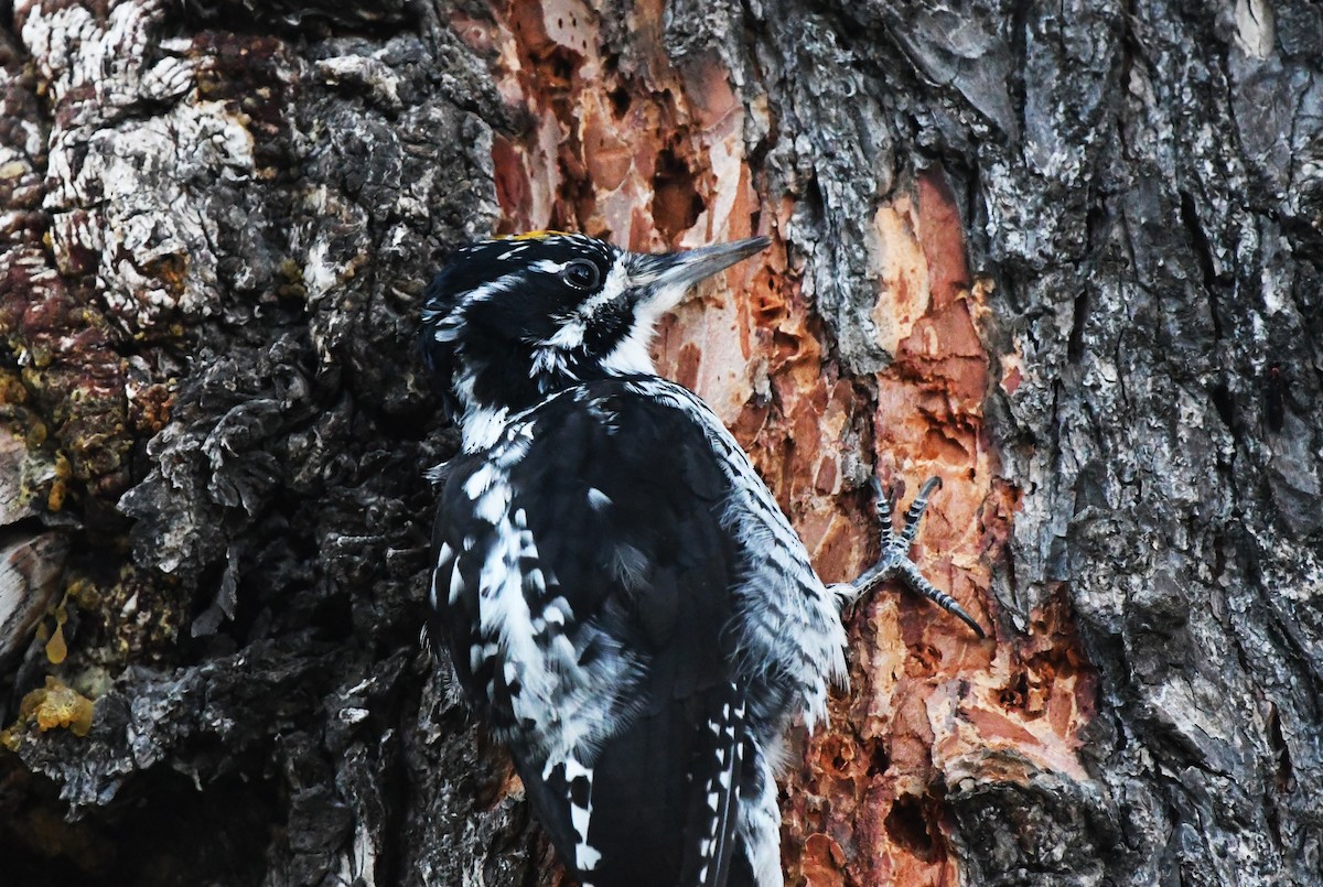 American Three-toed Woodpecker - ML509026191