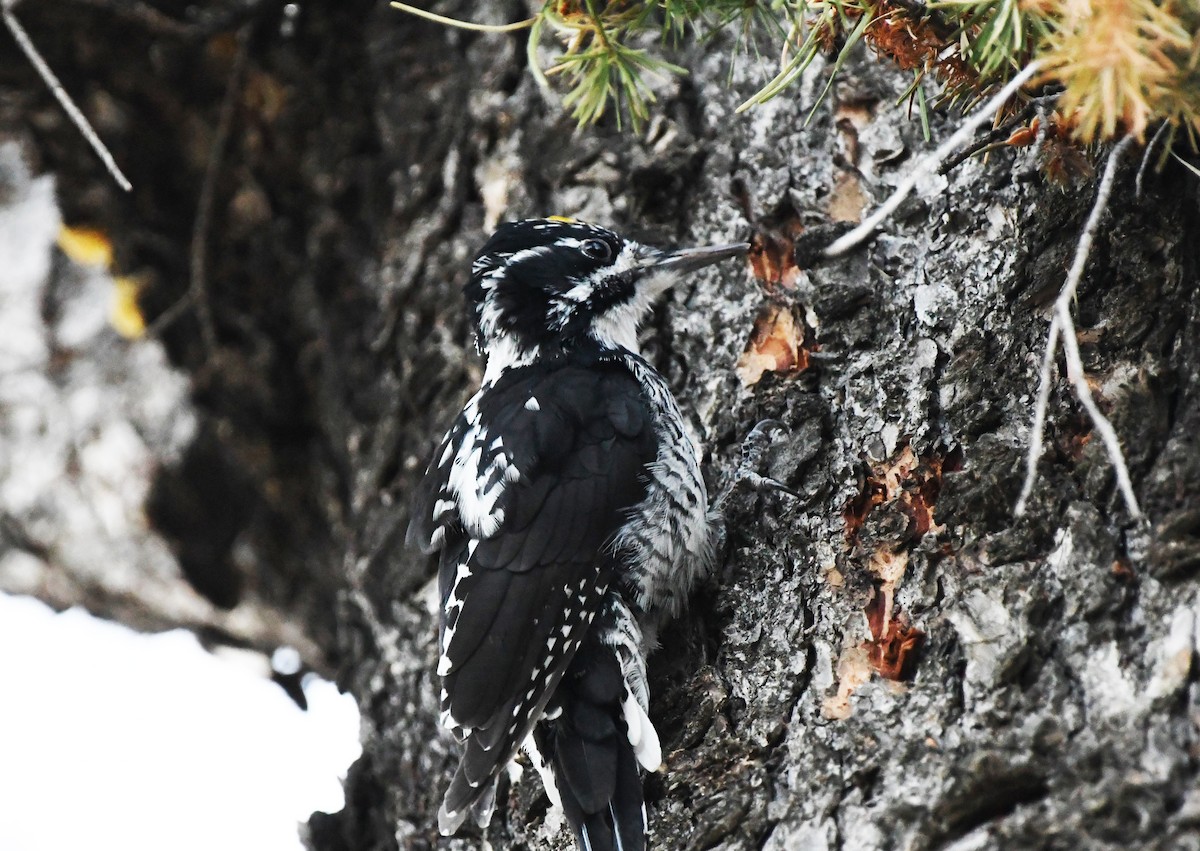 American Three-toed Woodpecker - ML509026201