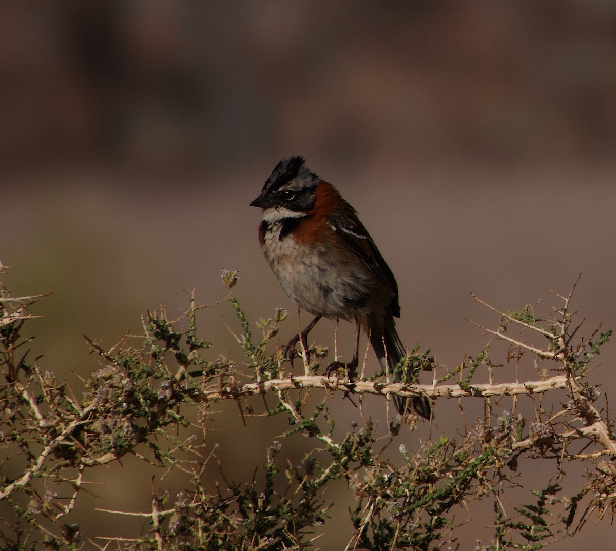 Rufous-collared Sparrow - Phil Hyde