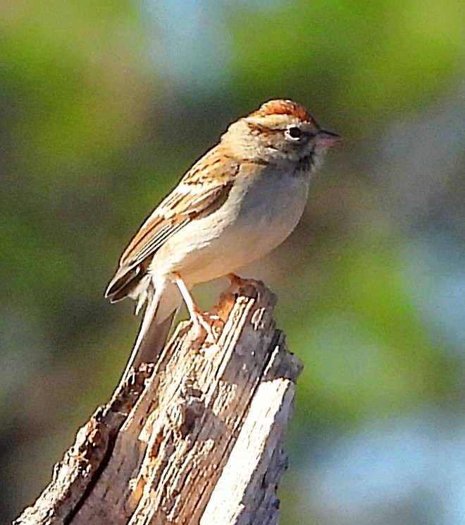 Chipping Sparrow - Cheryl Huner