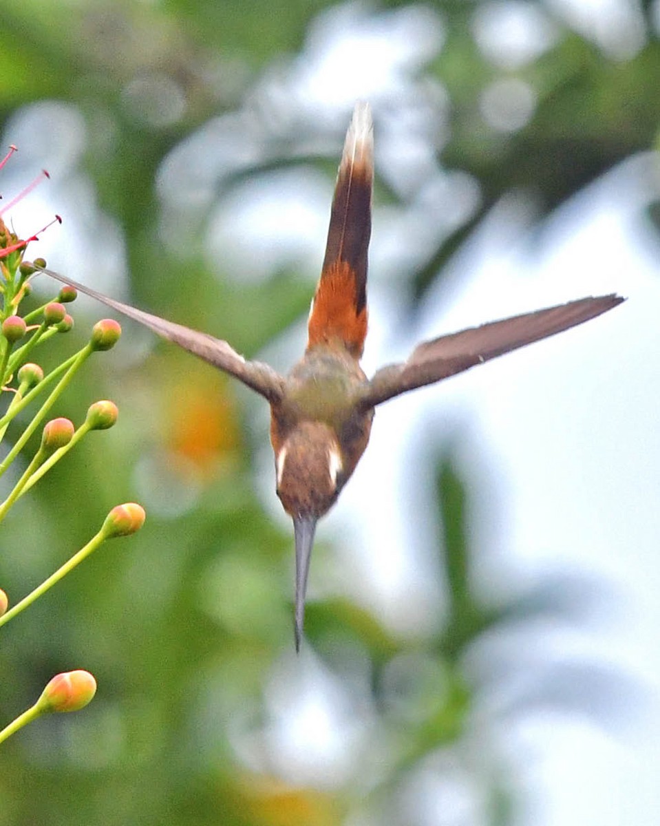 kolibřík Stuartův - ML509028351