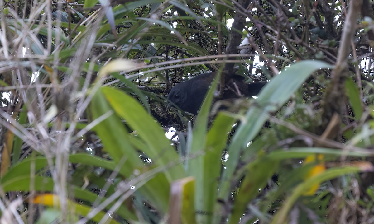 Loja Tapaculo - ML509028581