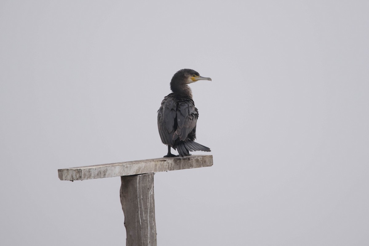 Great Cormorant - ML509029031