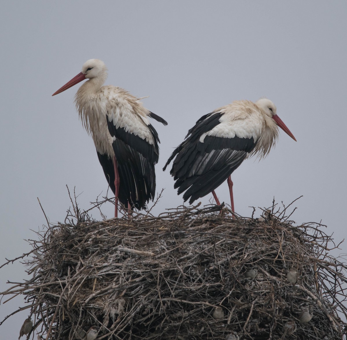 White Stork - ML509029041