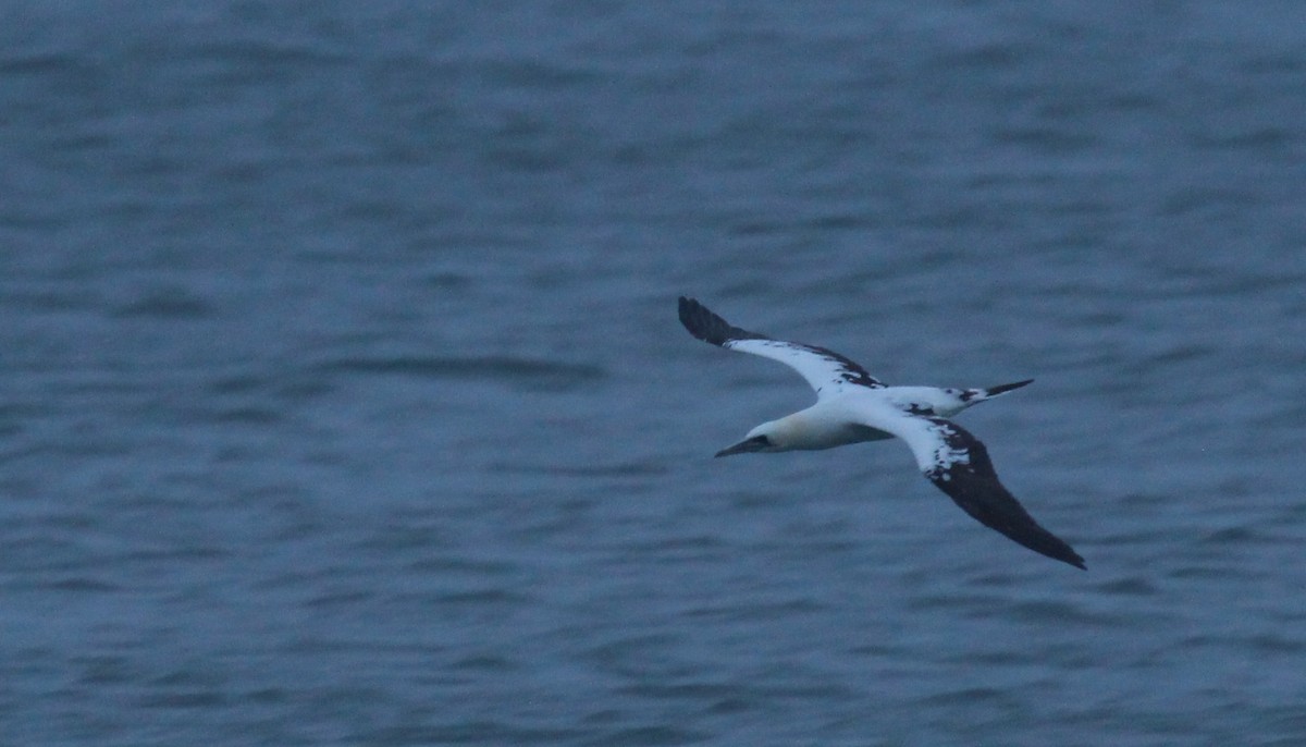 Northern Gannet - ML509029411