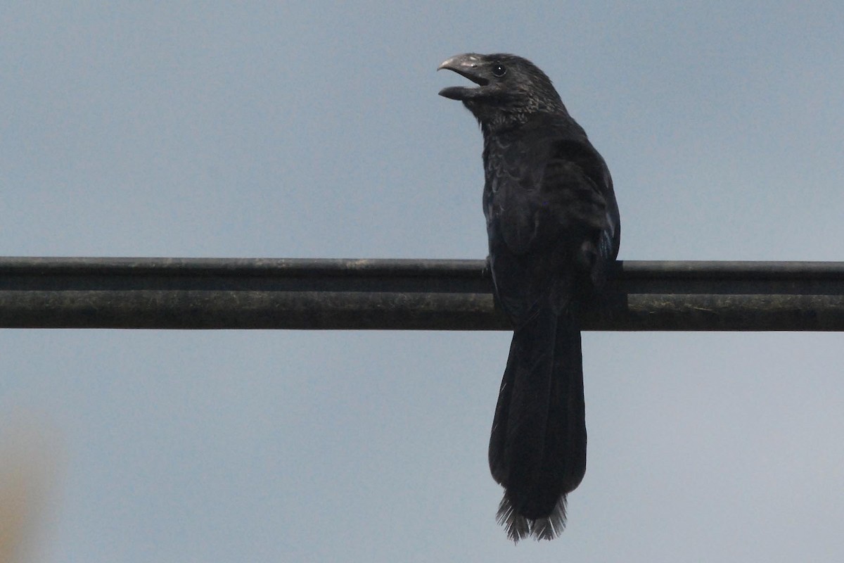 Groove-billed Ani - Heather Pickard