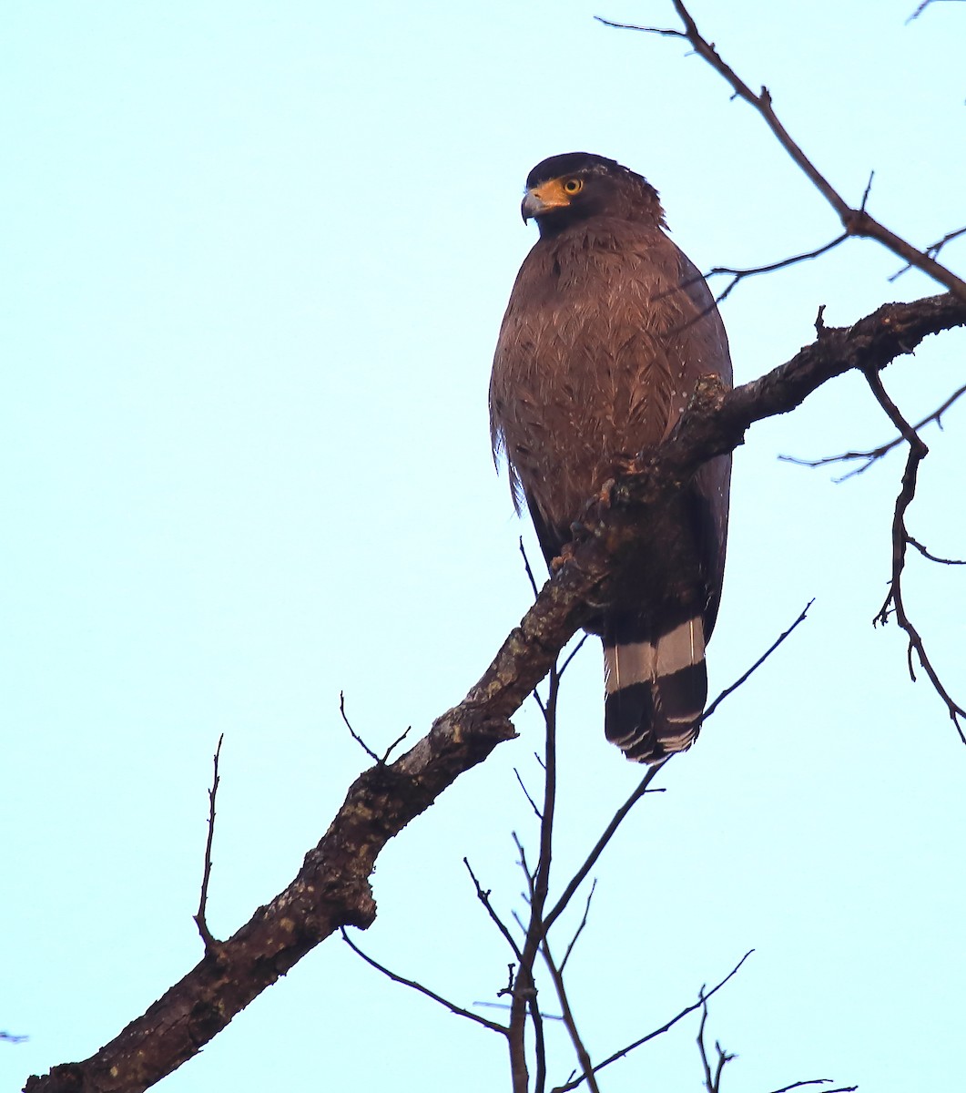 Crested Serpent-Eagle - David Barton