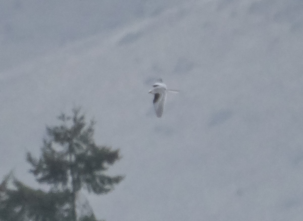 White-tailed Kite - ML509032071