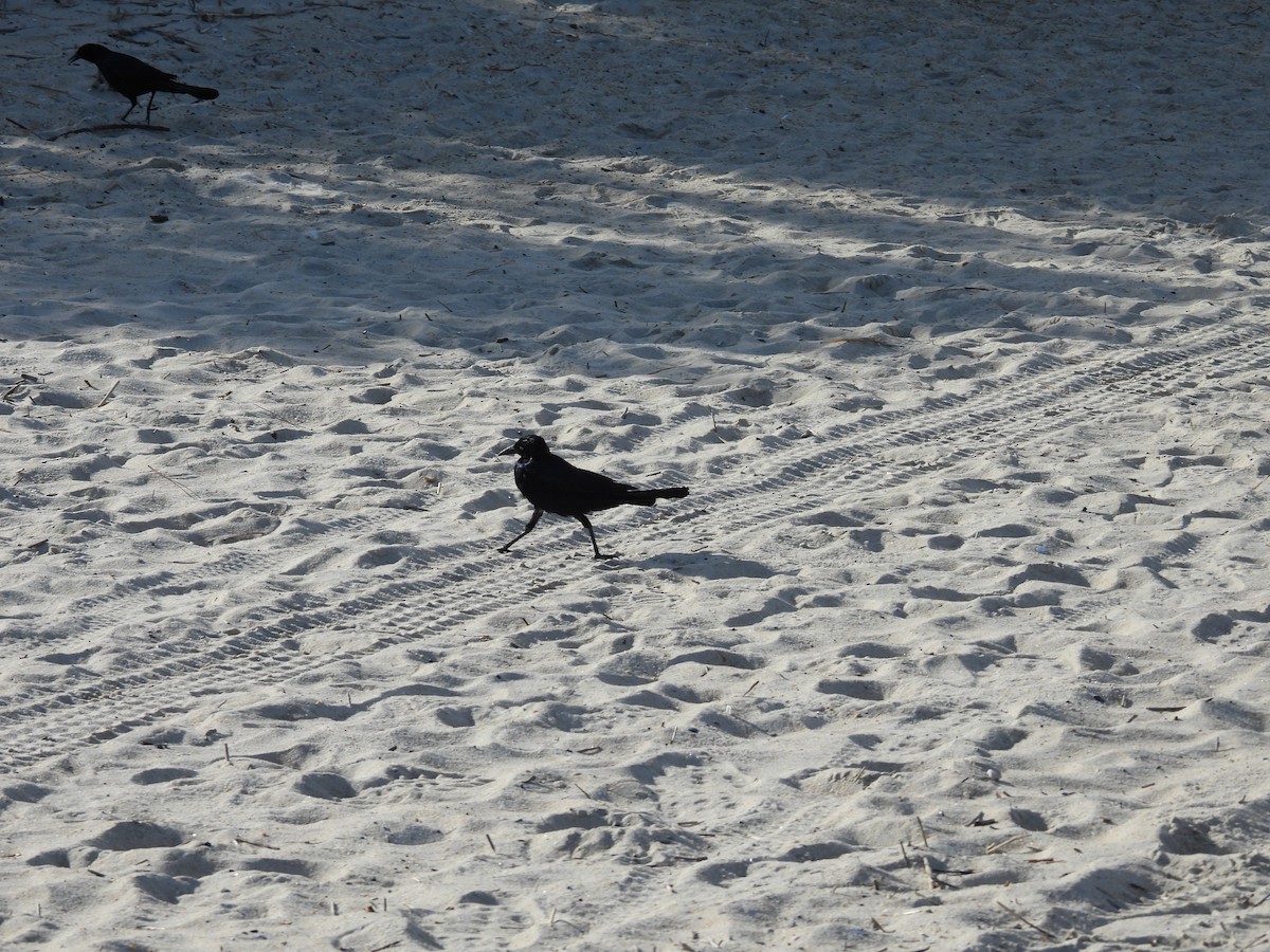 Boat-tailed Grackle - Elliot Kirschbaum