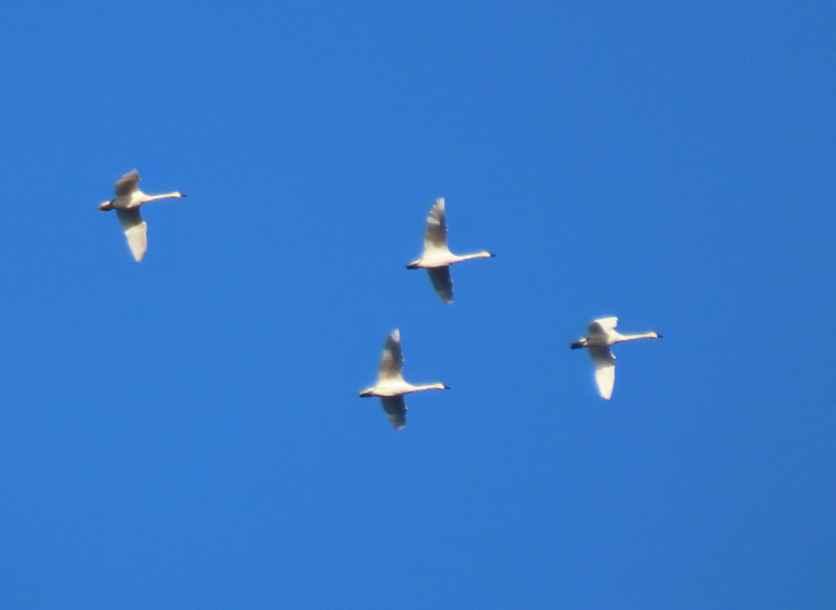 Tundra Swan - ML509032821