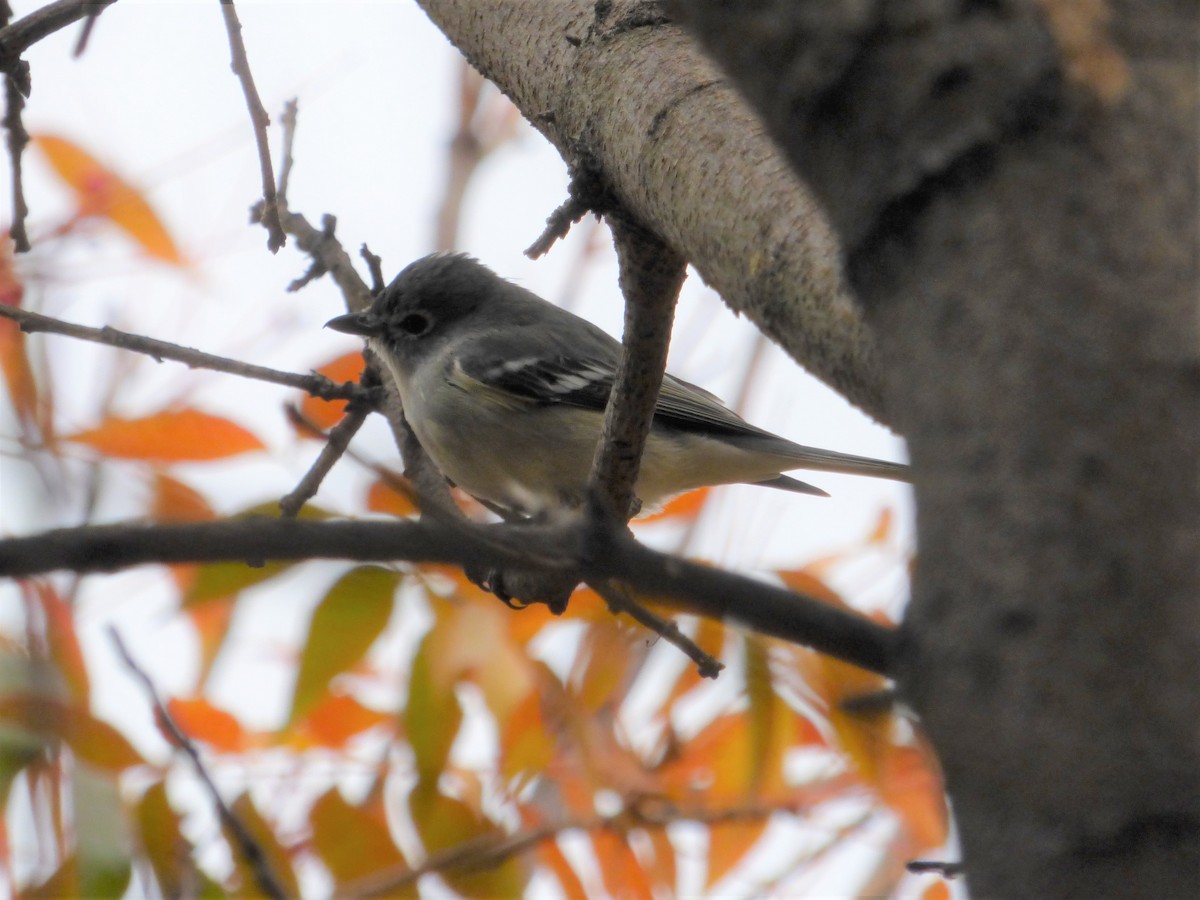 Kurşuni Vireo - ML509033371