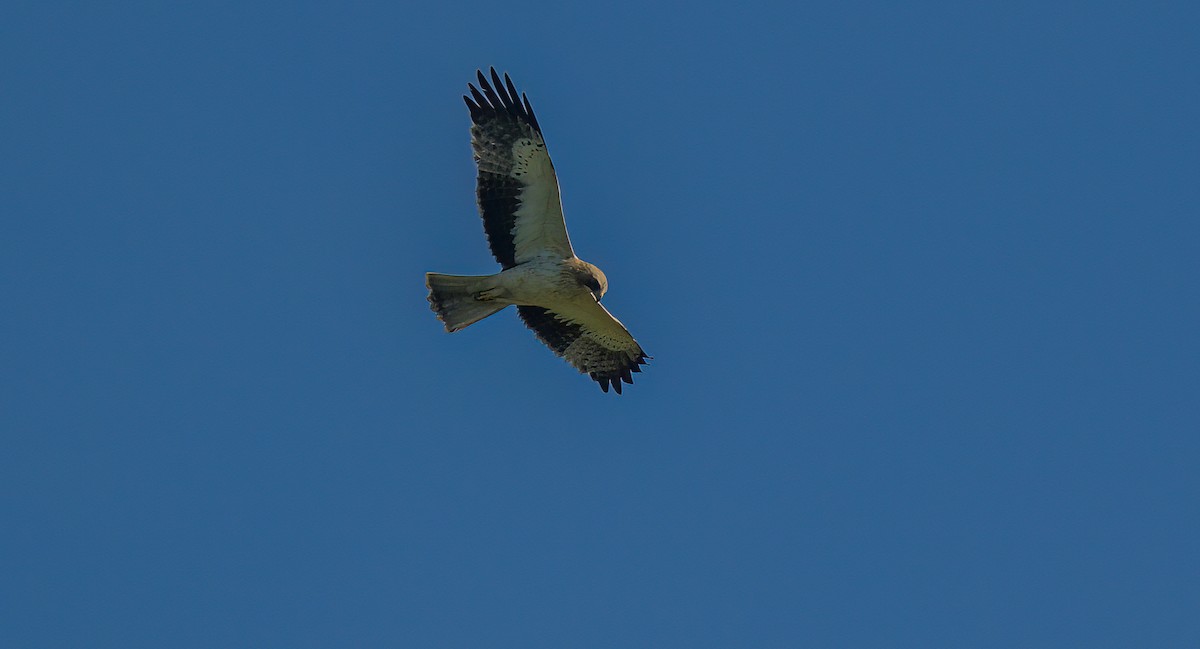 Booted Eagle - ML509036221