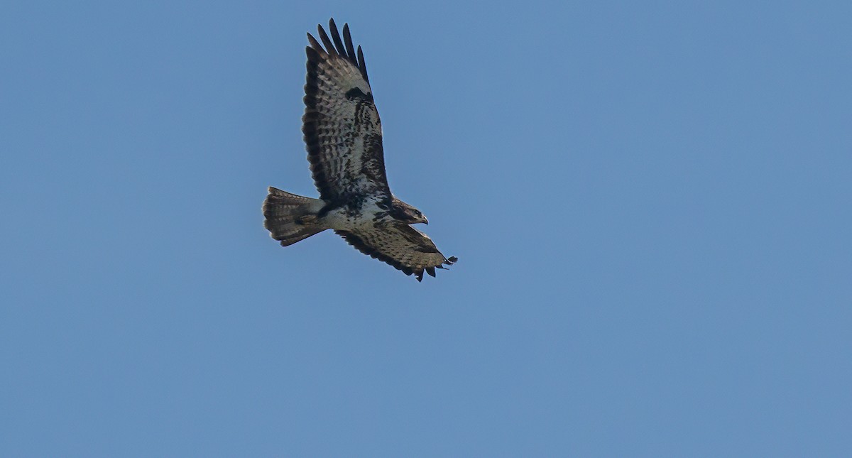 Common Buzzard - ML509036341