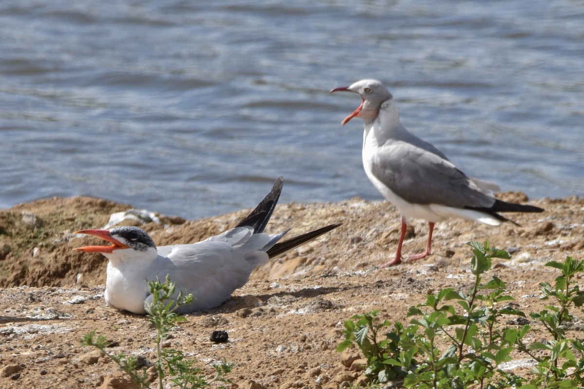 Caspian Tern - ML509036421