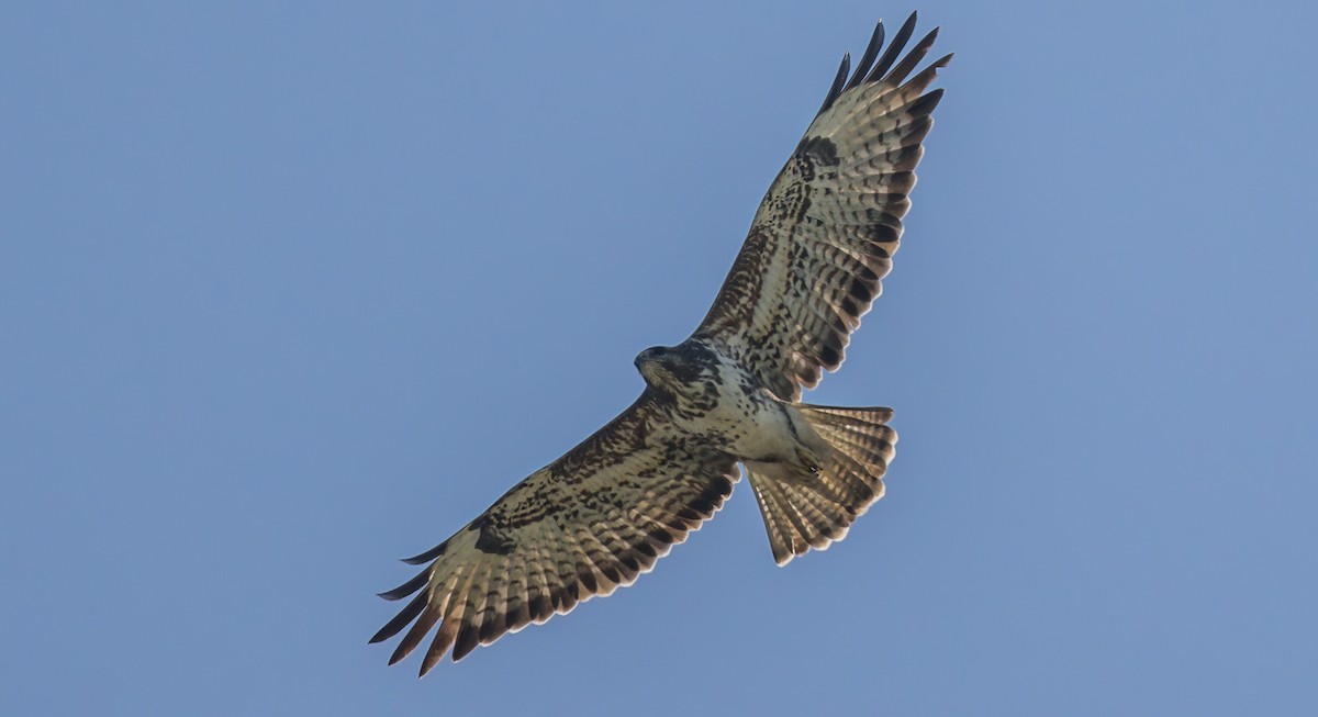 Common Buzzard - ML509036431