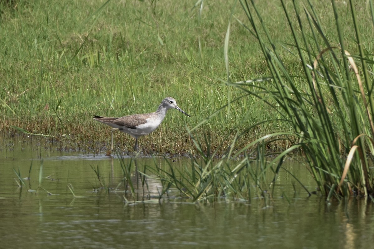 Common Greenshank - ML509036531