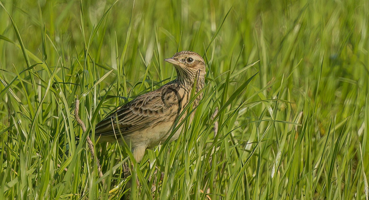 Eurasian Skylark - ML509036871