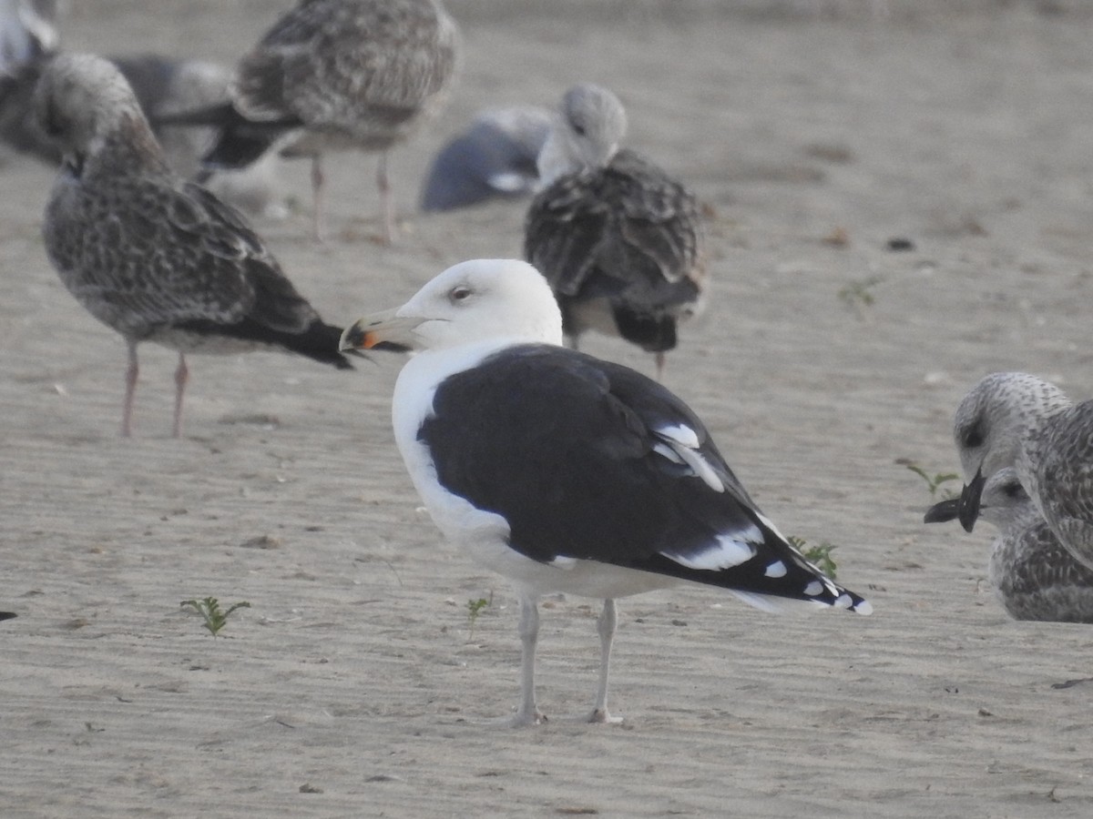 Great Black-backed Gull - ML509037311