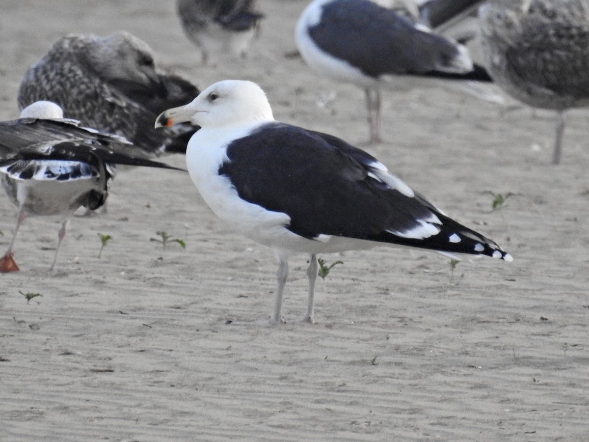 Great Black-backed Gull - ML509037321