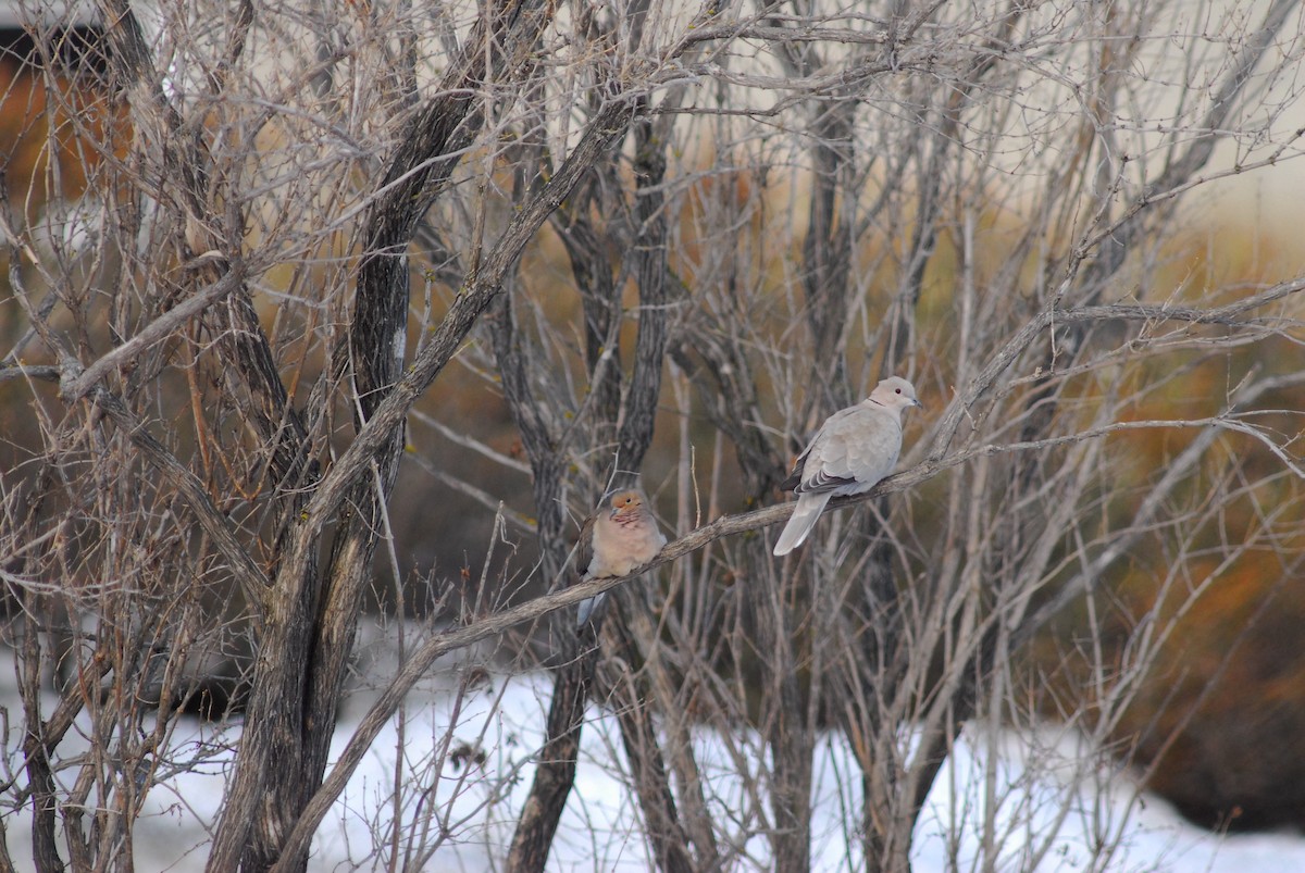 Eurasian Collared-Dove - ML509037471