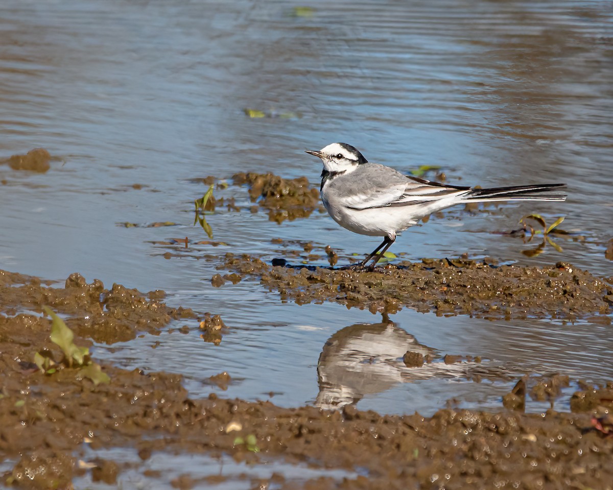 White Wagtail - ML509038141