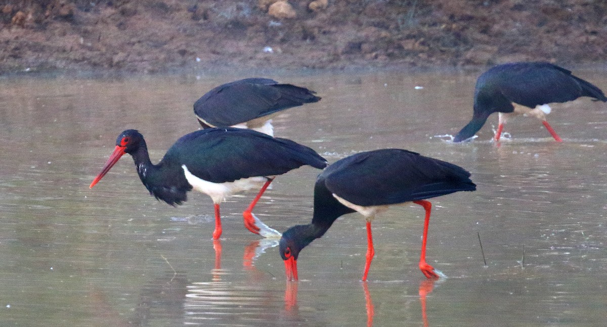 Black Stork - David Barton