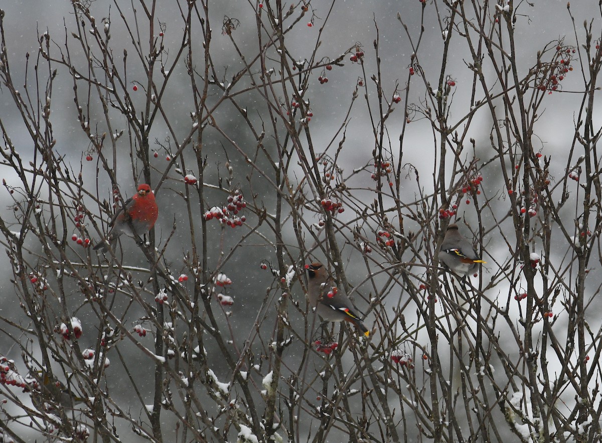 Bohemian Waxwing - Mark Schwan