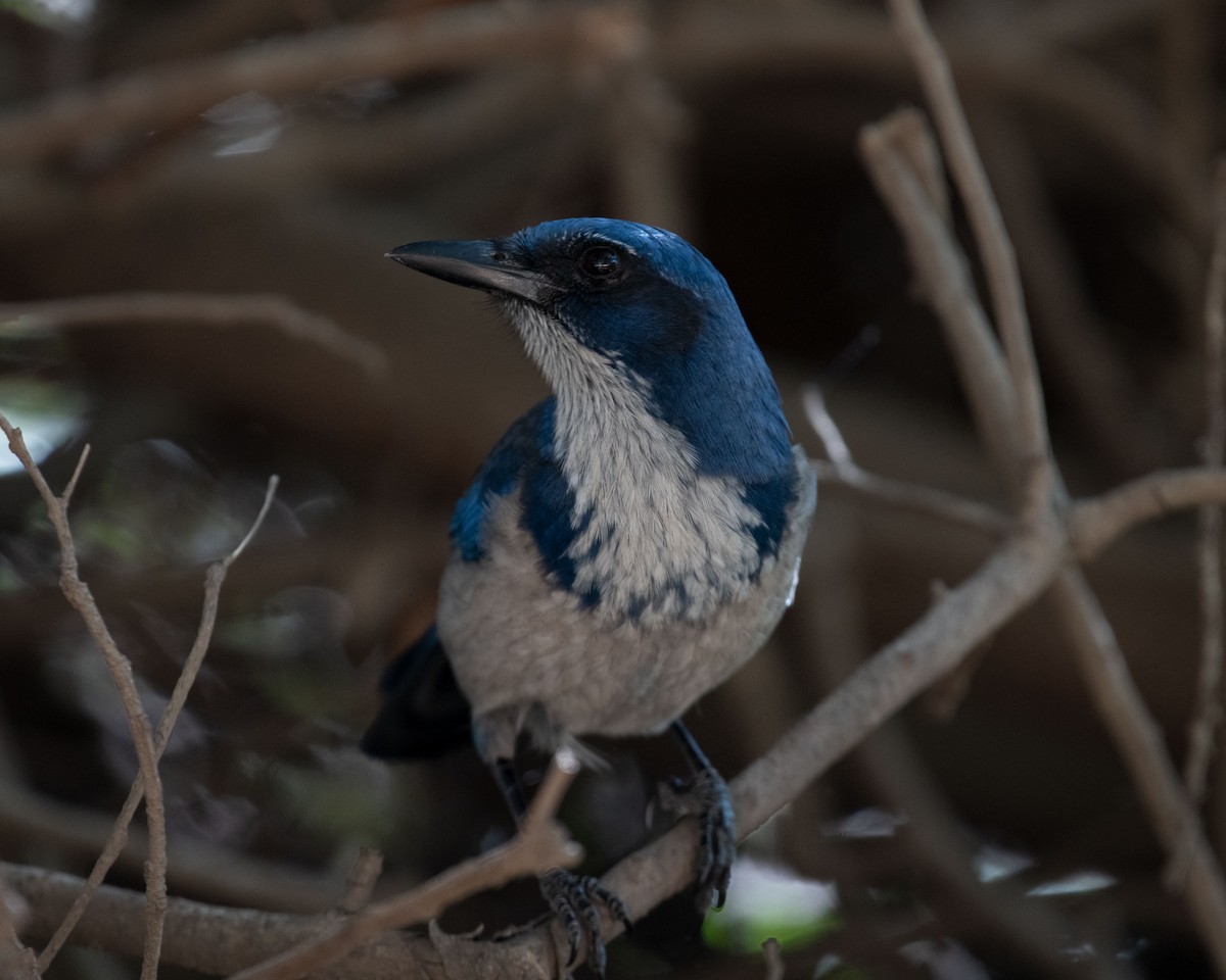 Island Scrub-Jay - ML509039971