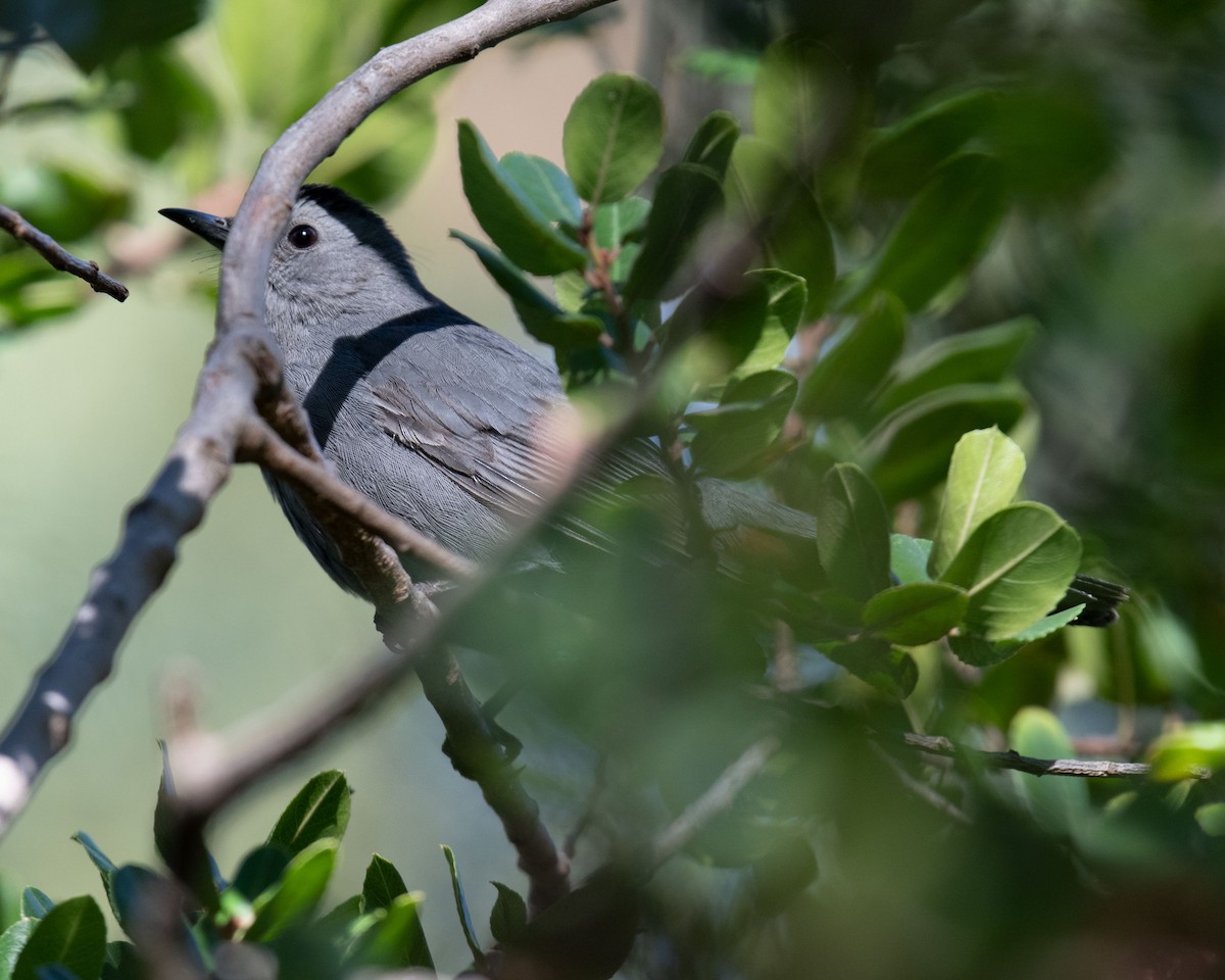 Gray Catbird - ML509040001