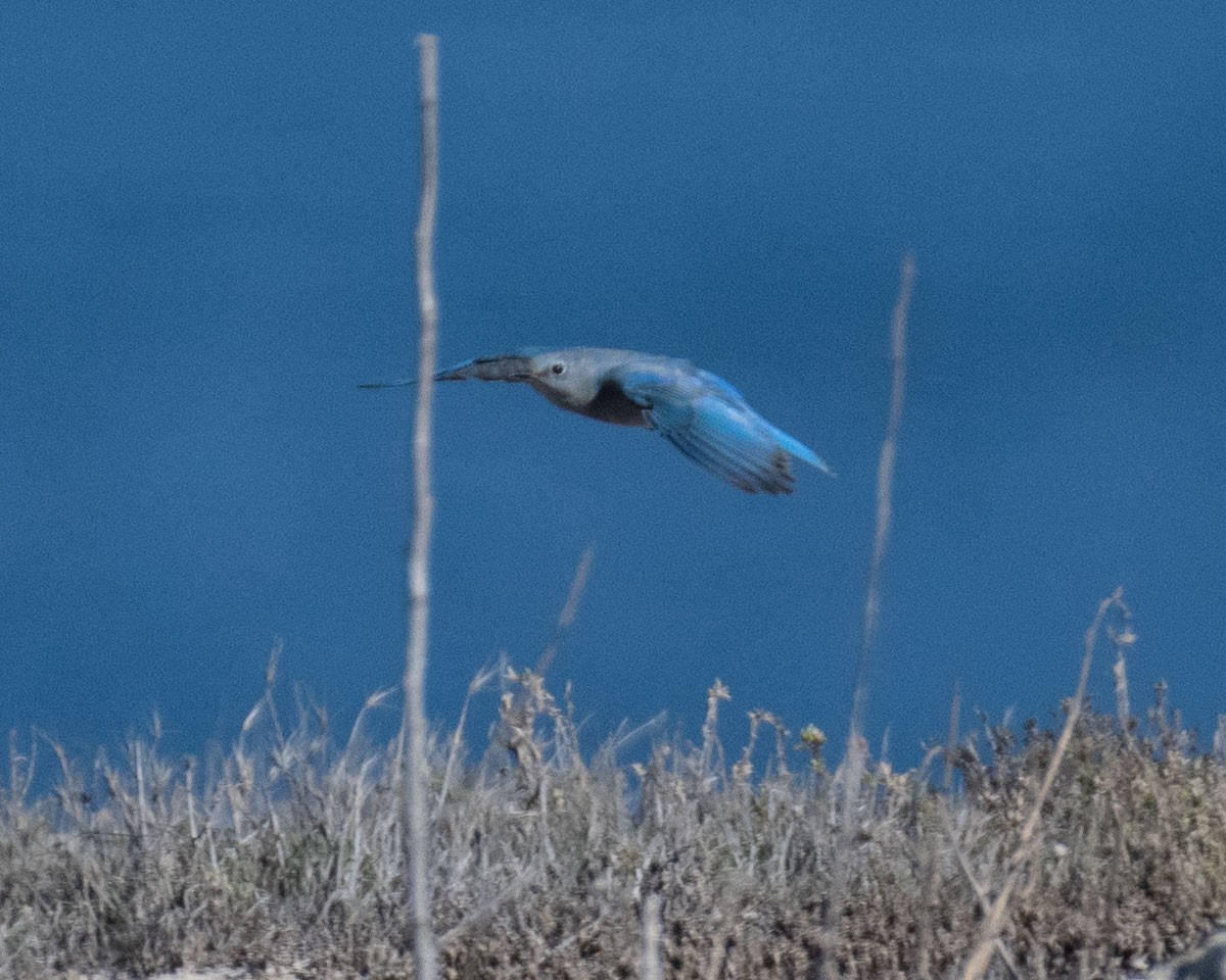 Mountain Bluebird - ML509040021